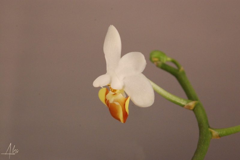 Phalaenopsis lobbii f. flava Lobbi410
