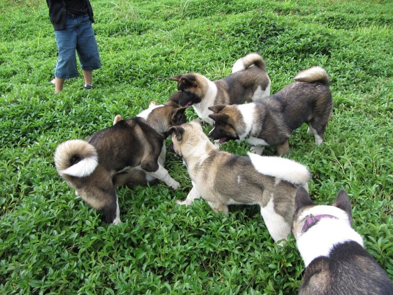 Balade des chiots à Dumbéa 2012-193