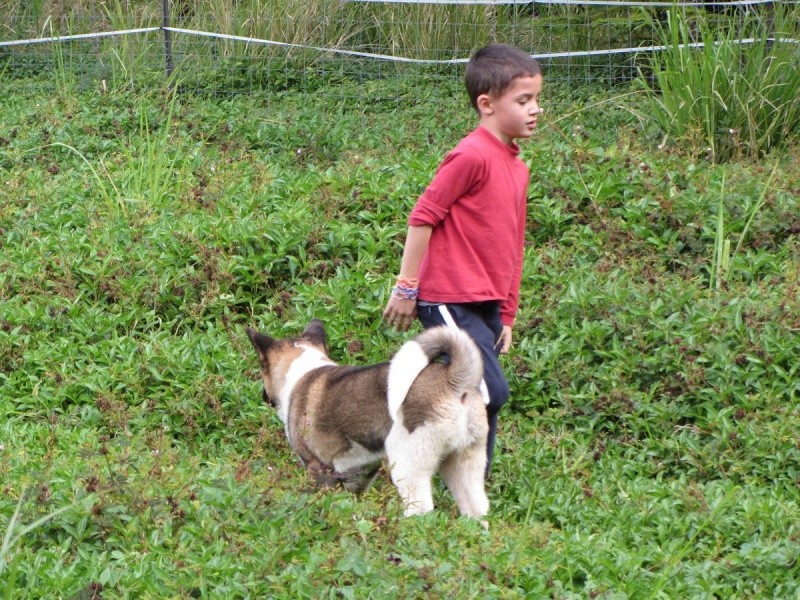 Balade des chiots à Dumbéa 2012-203