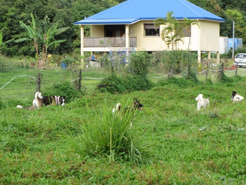 Balade des chiots à Dumbéa 2012-219