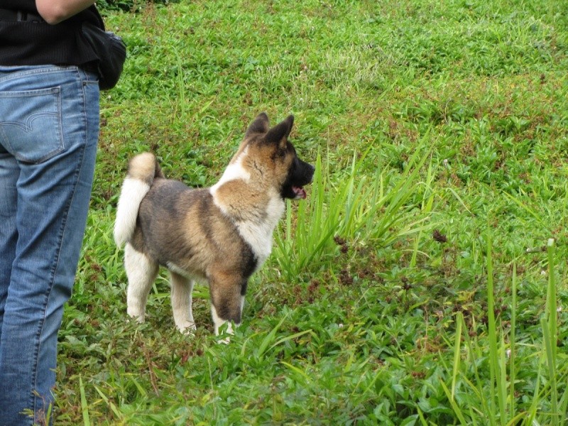 Balade des chiots à Dumbéa 2012-220