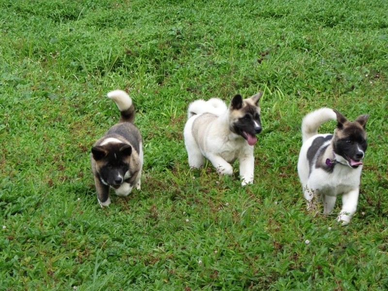 Balade des chiots à Dumbéa 2012-225