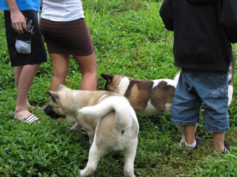 Balade des chiots à Dumbéa 2012-226