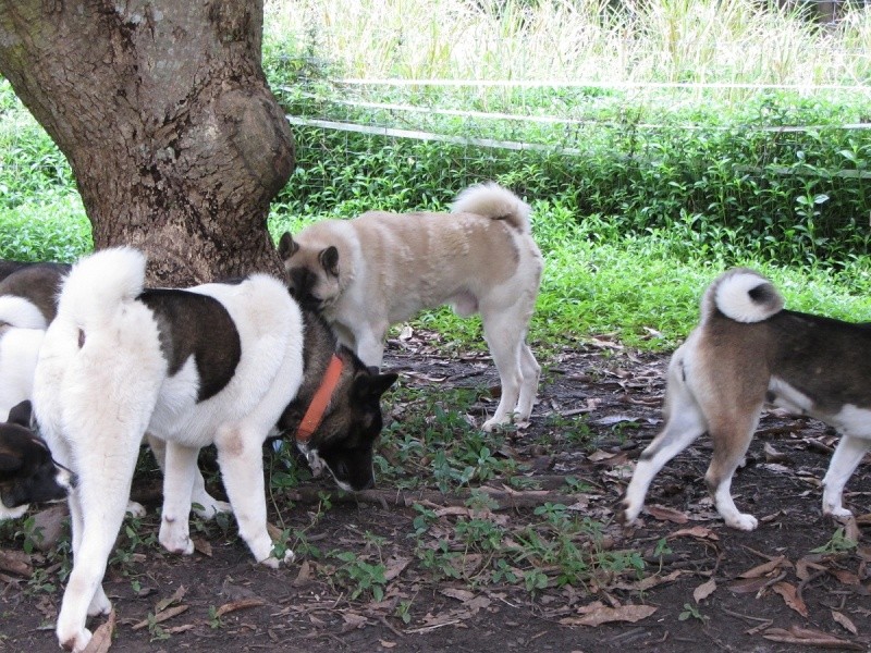 Balade des chiots à Dumbéa 2012-247