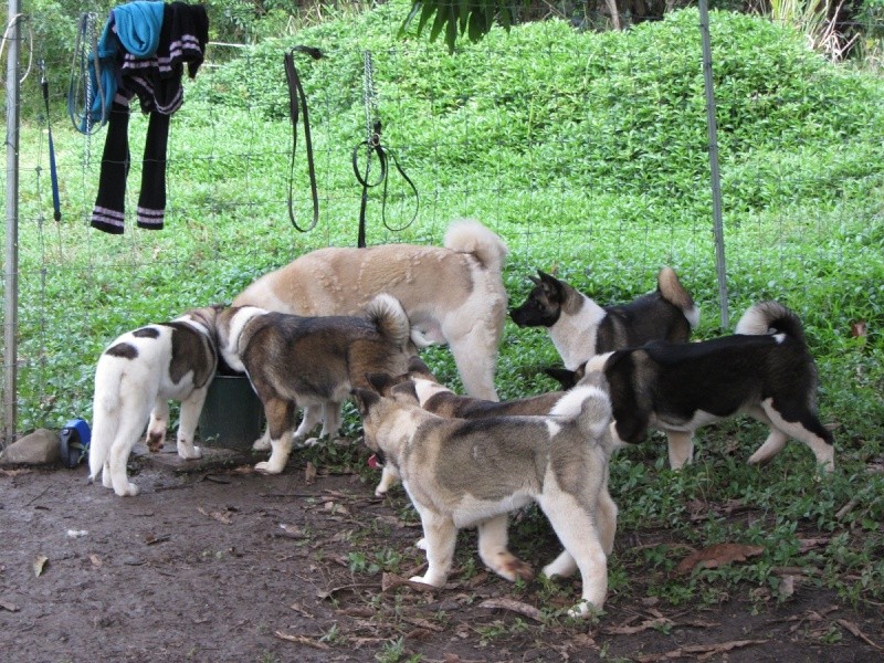 Balade des chiots à Dumbéa 2012-249