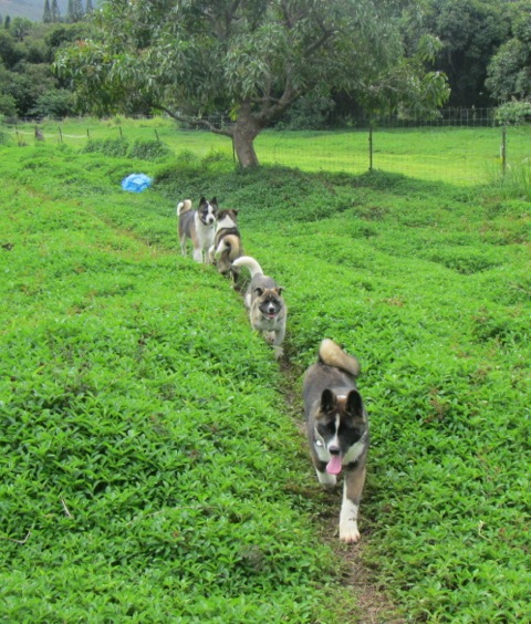 Balade des chiots à Dumbéa 2012-284