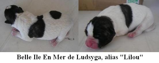 1ère Portée de Ludsyga : Beauty x Wonder (28/01/06) - pour moi Lilou10