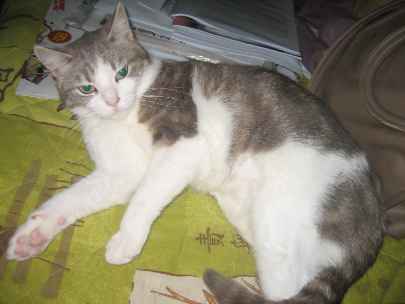 Minette, petite chatte de 2 ans tigre grise et blanche  adopter suite dcs, Pau (64) Img_2119