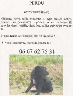Chienne noire (croise labrit/griffon ?) perdue (40) Numari10