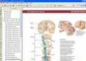 .::ANATOMIA::. Netter10