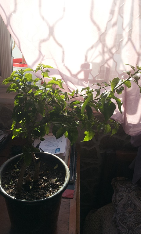 help pour mon ficus Bourga10