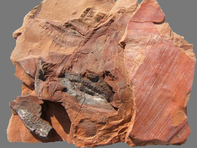 Trigonocarpus Pachytesta Hexagonocarpus 210