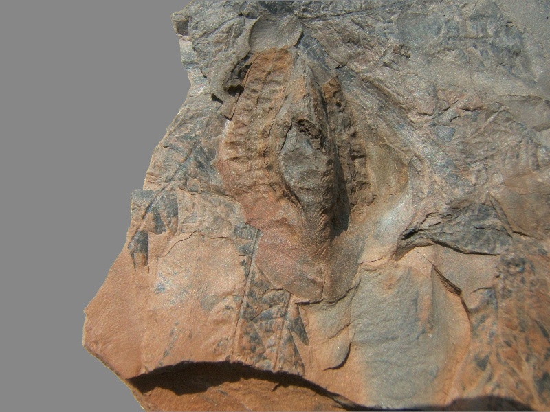 Trigonocarpus Pachytesta Hexagonocarpus 310