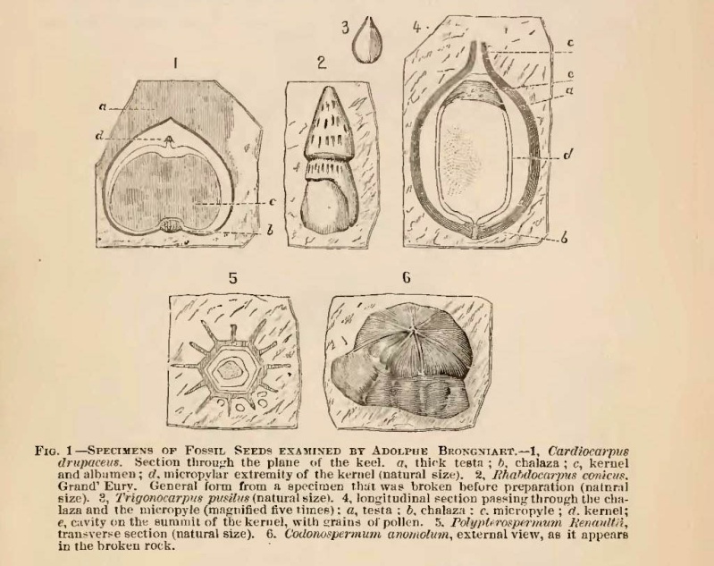 Trigonocarpus Pachytesta Hexagonocarpus Popula10