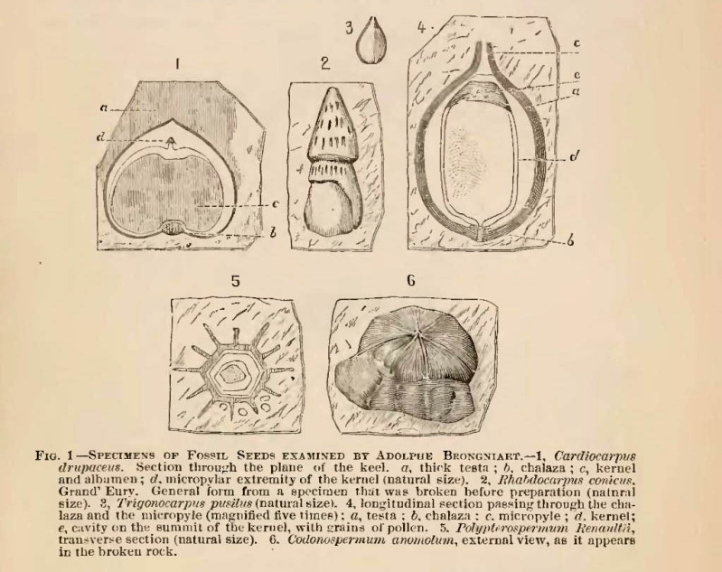 Trigonocarpus  Pachytesta  Hexagonocarpus  Popula10