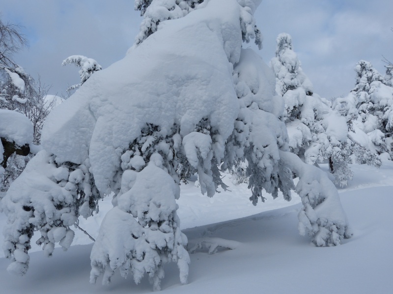 Semaine du 2 au 8 Février P1020810