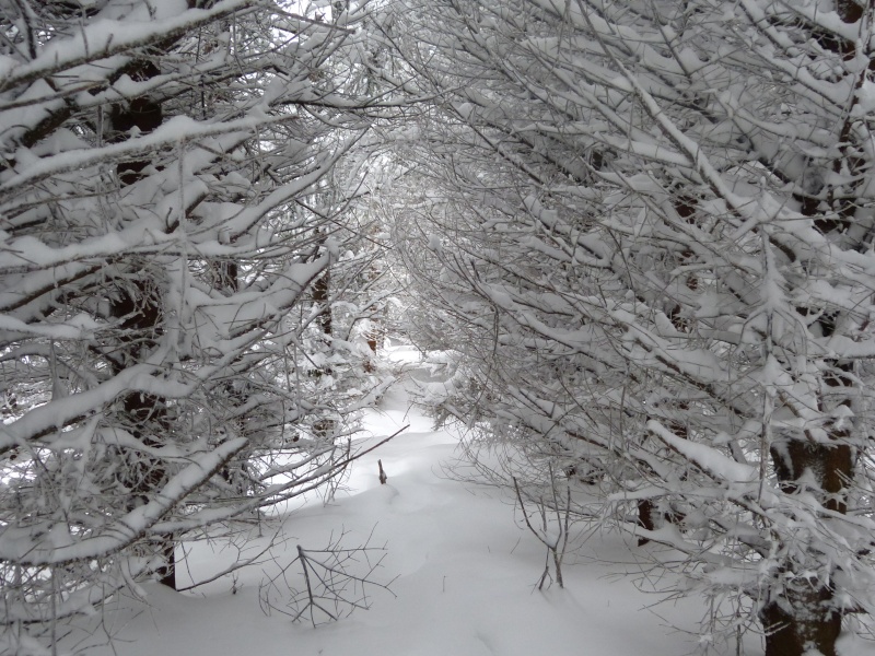 Semaine du 2 au 8 Février P1020811