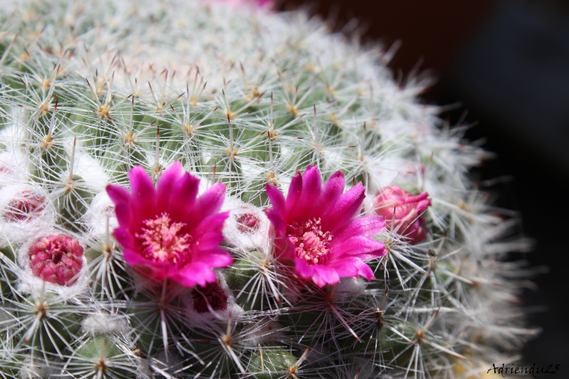 Floraison cactus !! Img_7814