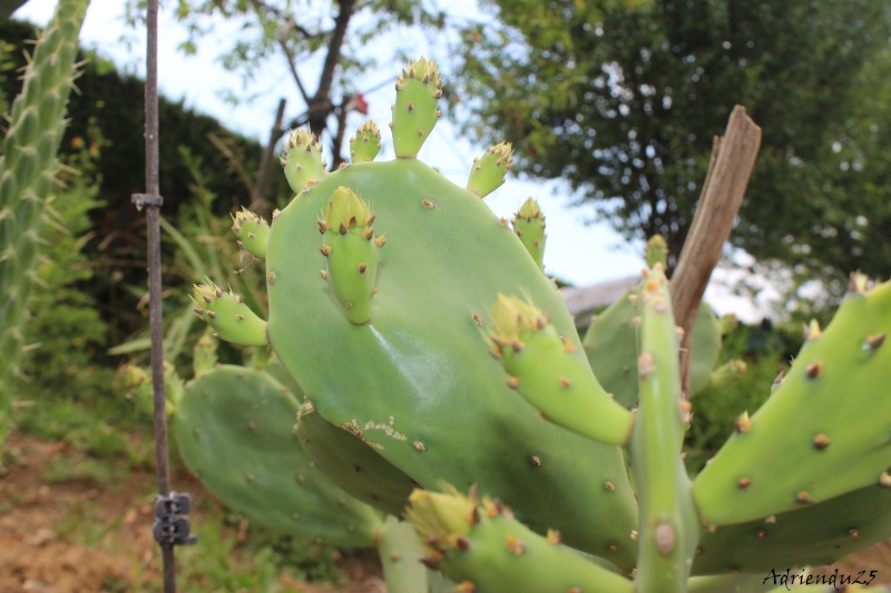 Floraison cactus !! Img_8916