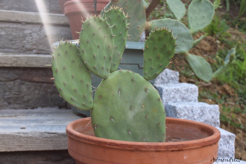 Floraison cactus !! Img_8918