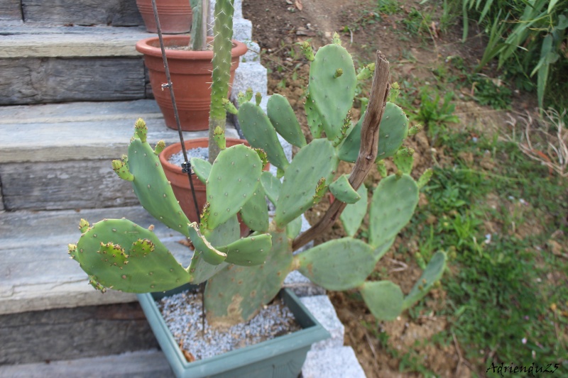 Floraison cactus !! Img_8919