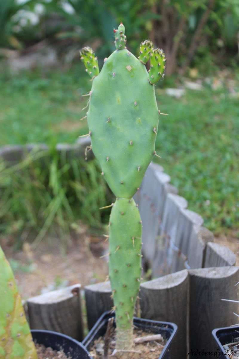 Floraison cactus !! Img_8922
