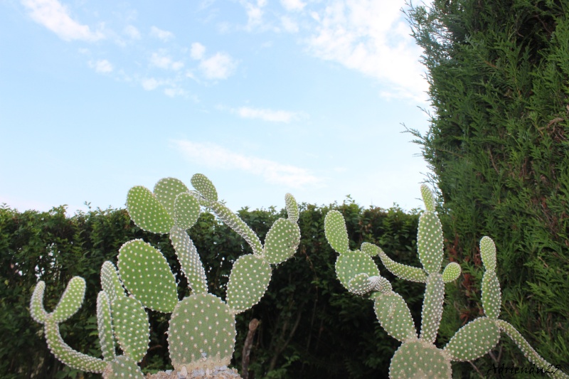 Floraison cactus !! Img_8923