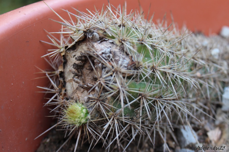 Floraison cactus !! Img_8928
