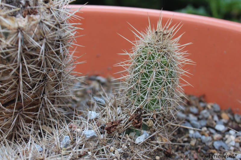 Floraison cactus !! Img_8929