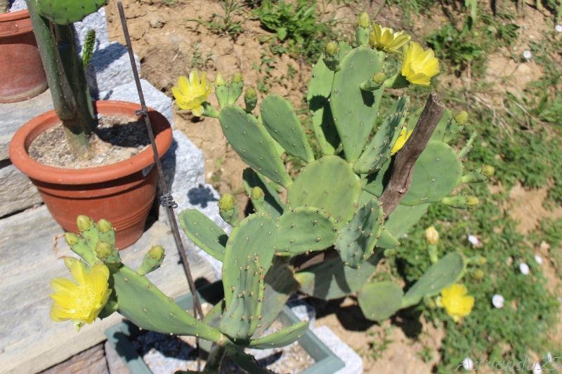 Floraison cactus !! Img_9017