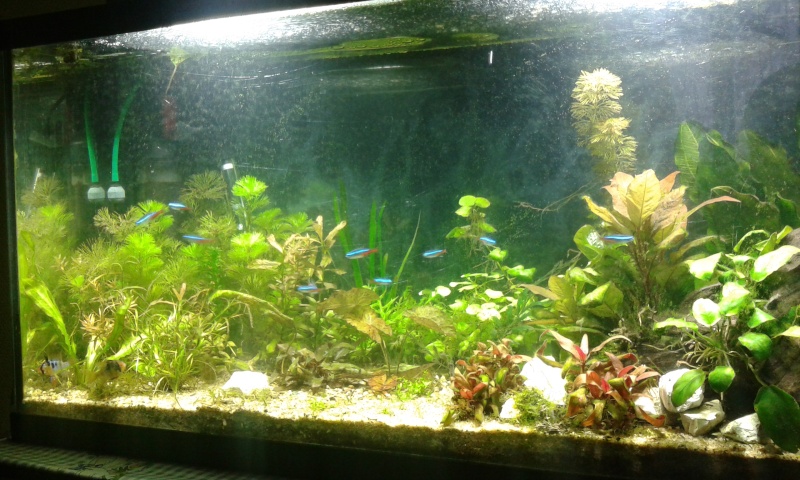 mon 96l communautaires bien planter - Page 3 20150211