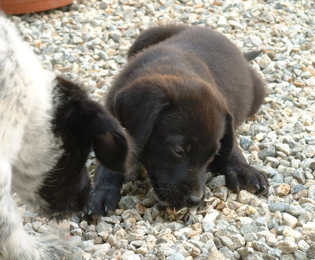 Izya, femelle type labrador Dscf0030