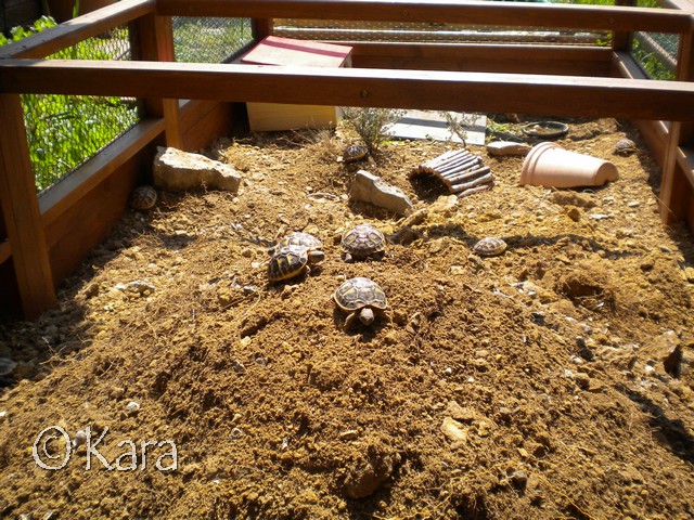 Exemple d'enclos pour tortues juvéniles Image020