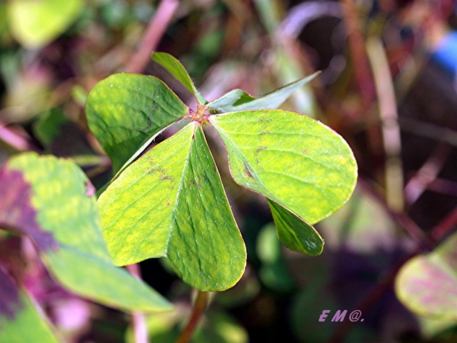 Macro photo de fleurs Photo_22