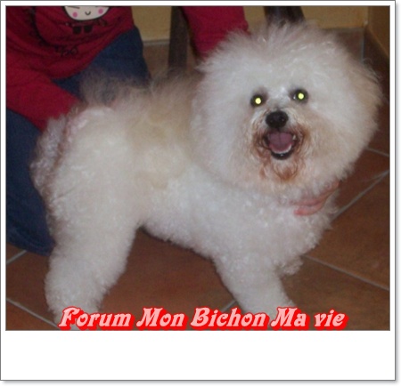 Album photos des bichons Duches10