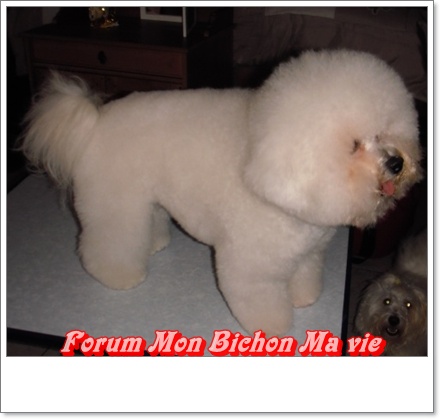 Album photos des bichons Elvis_10