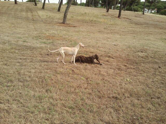 Juan Carlos et ses galgos Champs11