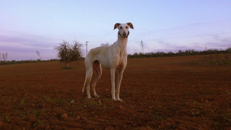 Juan Carlos et ses galgos Photo_13