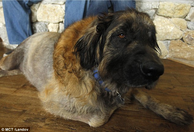 Coup de gueule-Le vétérinaire a maintenu 5 chiens en vie pour faire des expériences Texas (US) Articl10