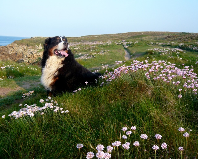 Concours  photo # 13 : Les animaux " fleuris" - Page 7 Avril_10