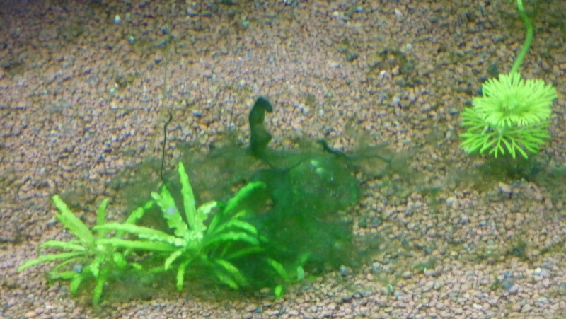 [résolu]mon 200l : algue filamenteuse, cyanobactérie, conseil pour mon aquarium P1010013