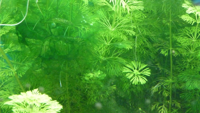 [résolu]mon 200l : algue filamenteuse, cyanobactérie, conseil pour mon aquarium P1010015