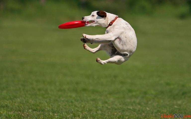 Frisbee fun 10110310