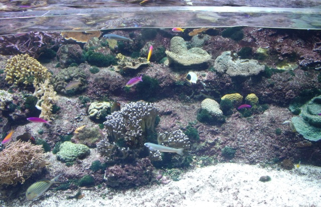 Aquarium de La Rochelle 1013