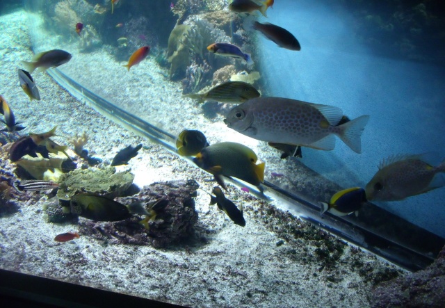 aquarium - Aquarium de La Rochelle 1611