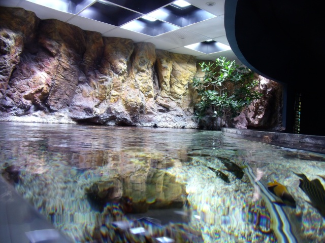 aquarium - Aquarium de La Rochelle 514