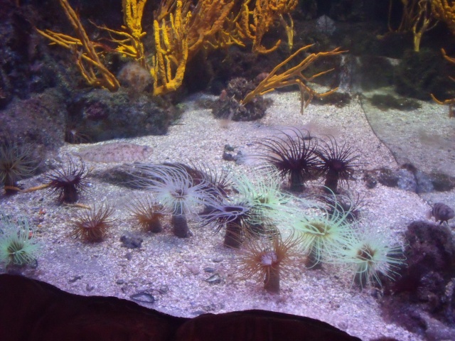 aquarium - Aquarium de La Rochelle Dscf2115