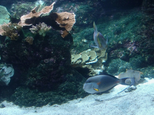 aquarium - Aquarium de La Rochelle Dscf2220