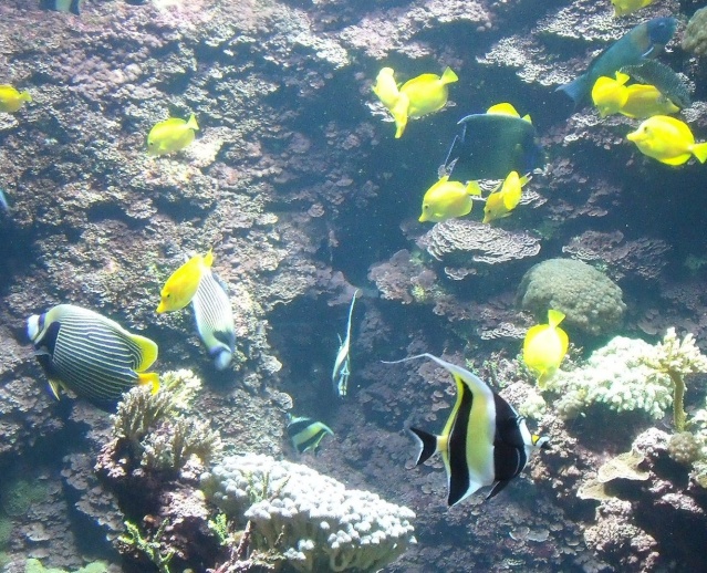 Aquarium de La Rochelle Dscf2418