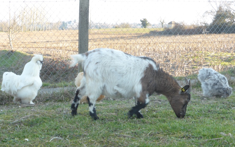 Praline qui continue de grossir P1120115